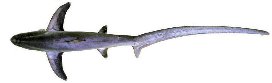 Alopias superciliosus_04.jpg